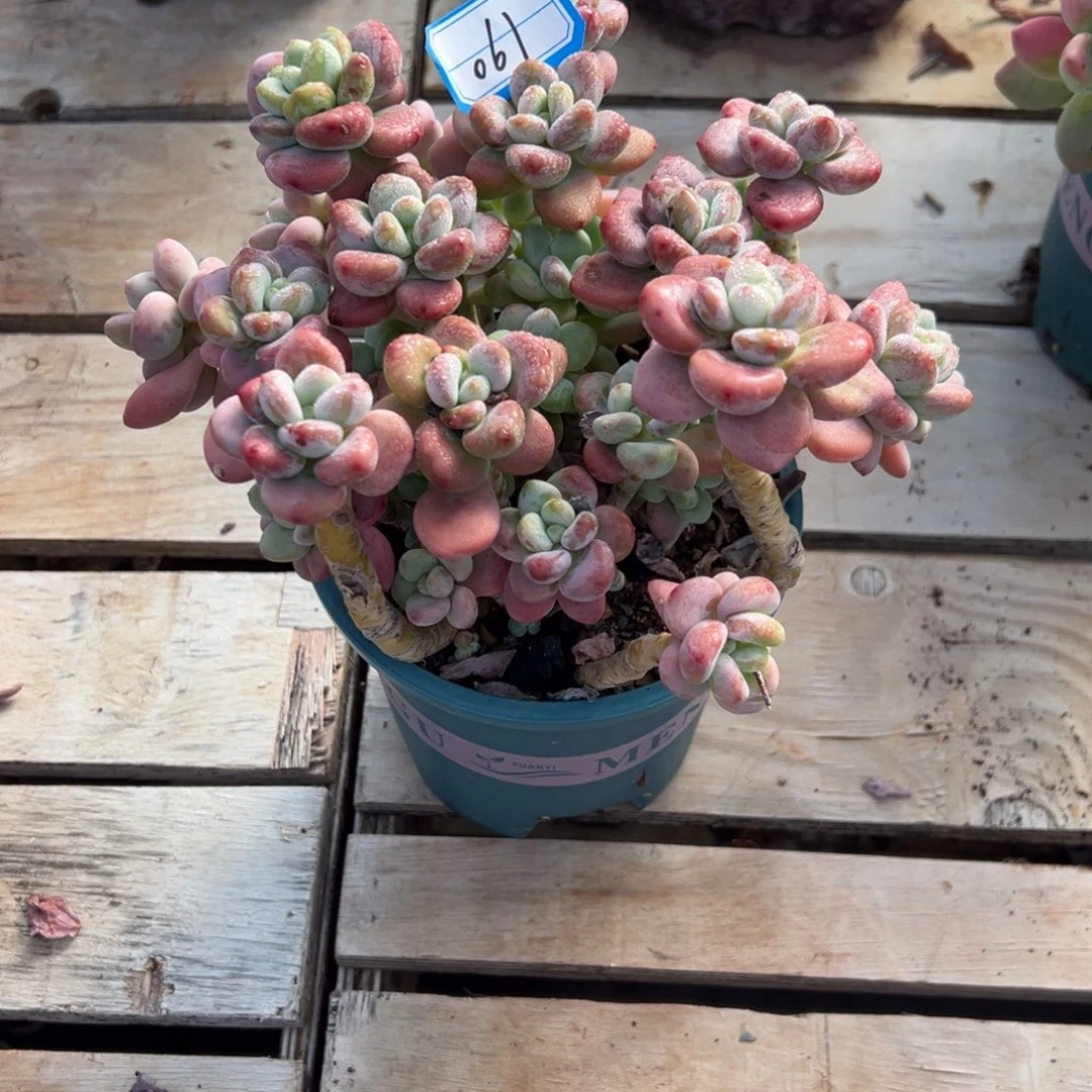 ****࿐061号红洛神多肉多肉