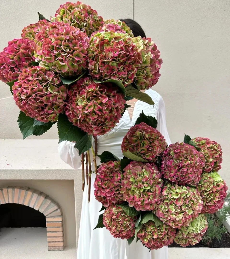 婵之语优选  晚秋绣球/鲜切花/可做干花/红叶染秋，光阴飞逝