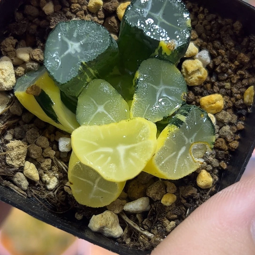 玉龙万象锦十二卷多肉植物