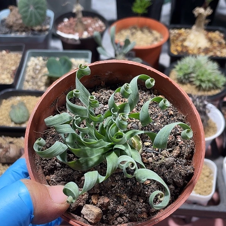200宽叶弹簧草块根