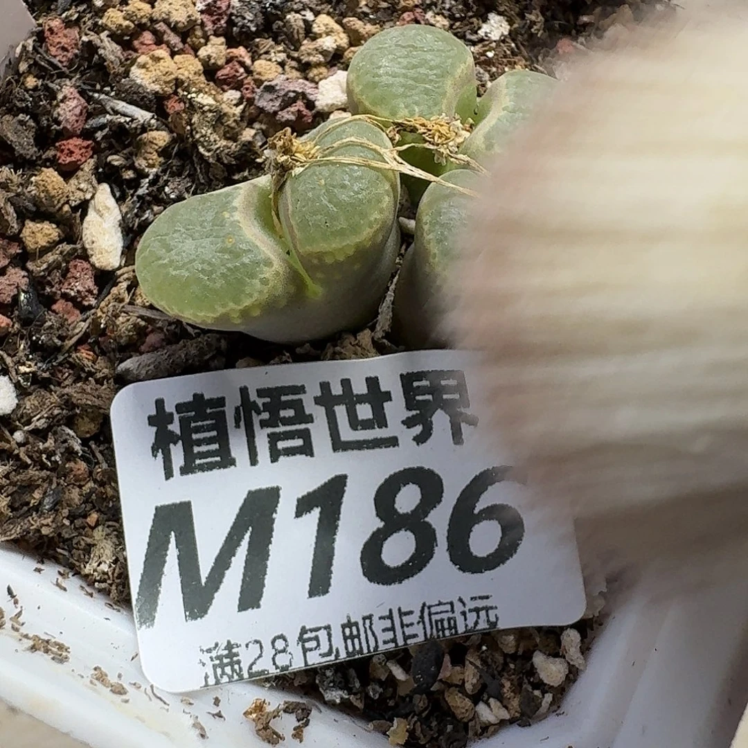 多肉植物的润泽dfdgh