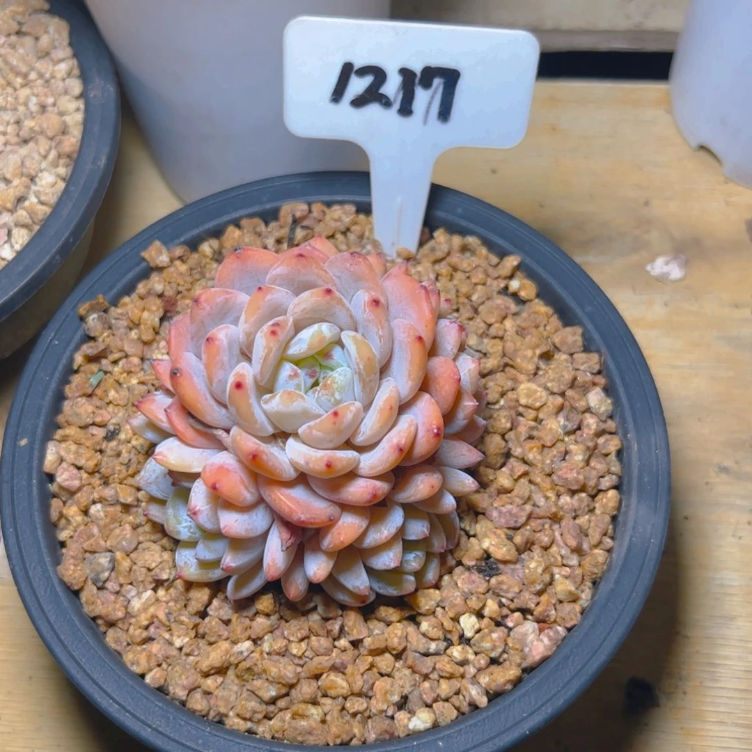 小***气韩橙手捧1217号一物一拍