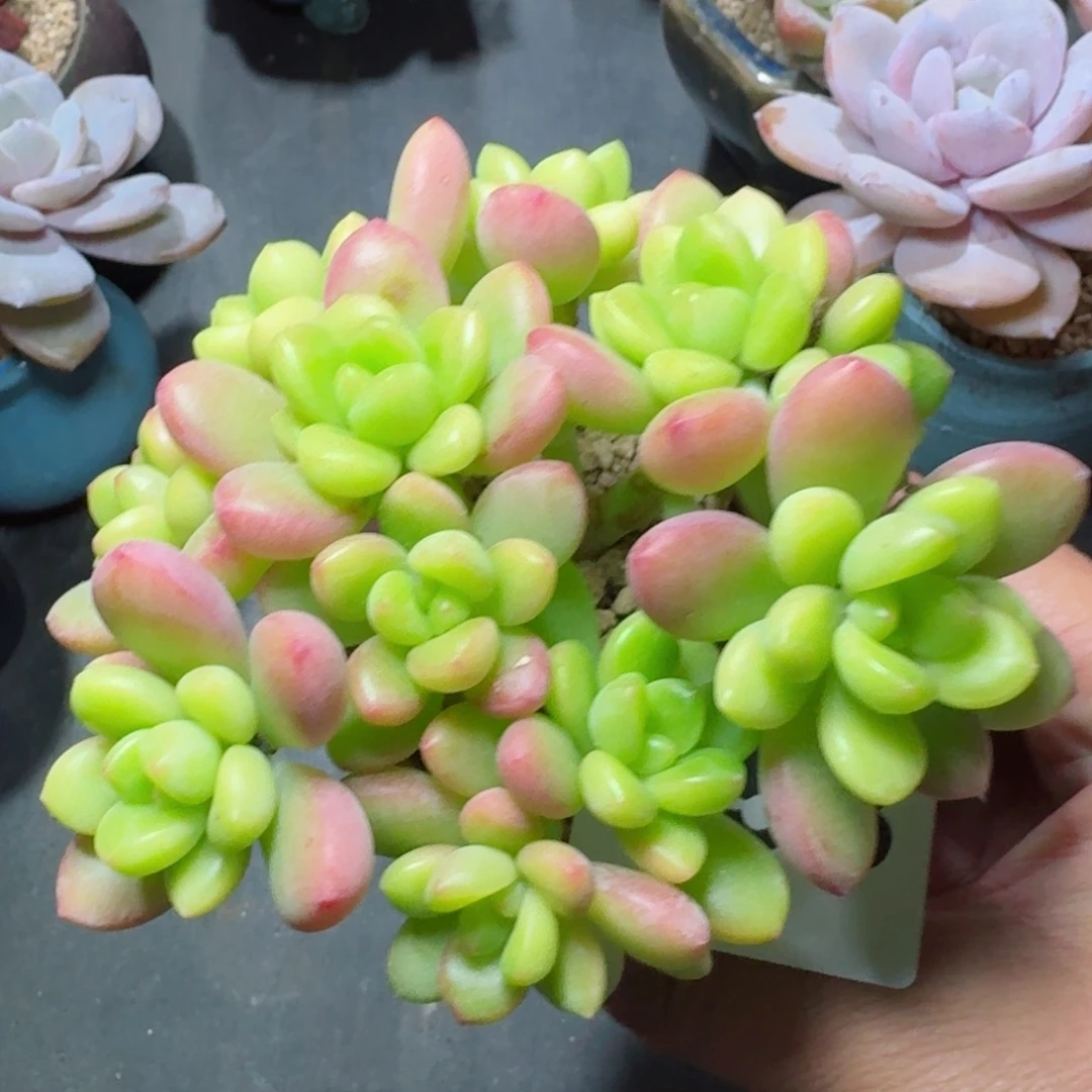 香格里拉          摇身一变高富帅，一夜暴富动作快