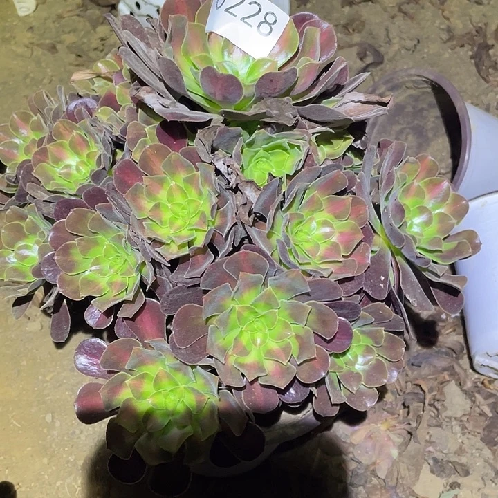多肉植物法师228花呐
