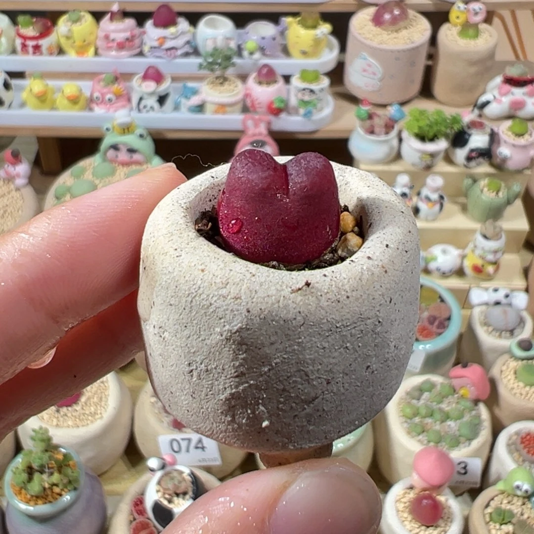 多肉植物137号吕氏