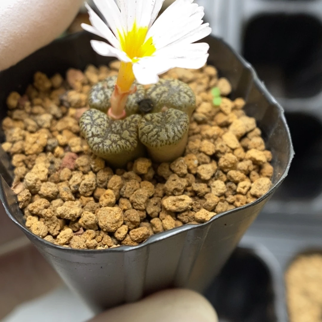 多肉植物肉锥杂交K-3074