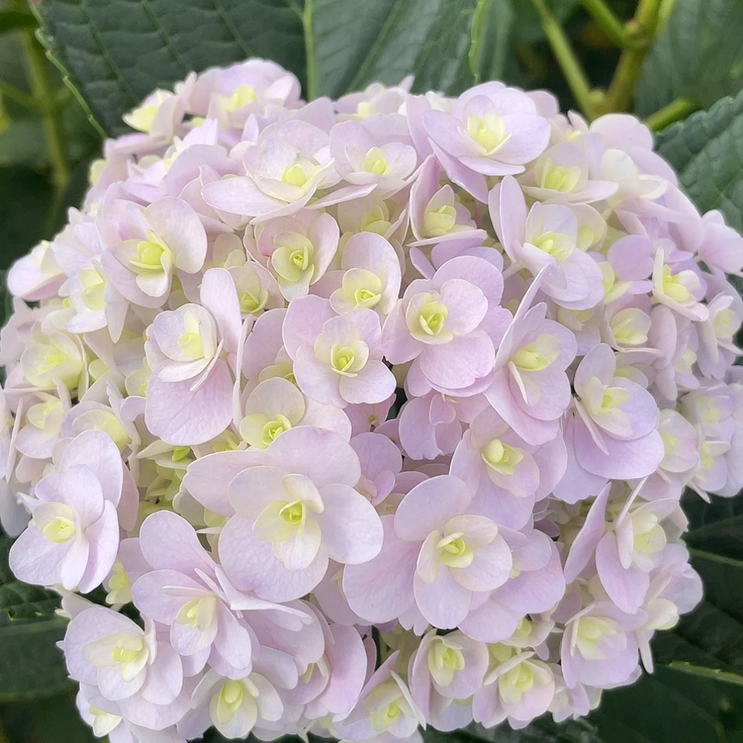 绣球切花一物一拍3枝起包邮，189