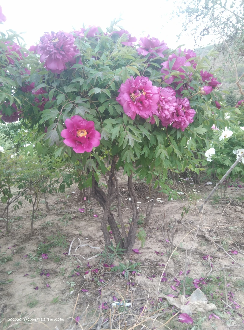 甘肃紫斑牡丹自产自销（不包邮运费到付）