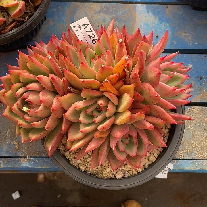 若如东云单拍A726