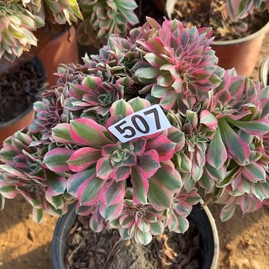 吃***云多肉植物一个女巫507