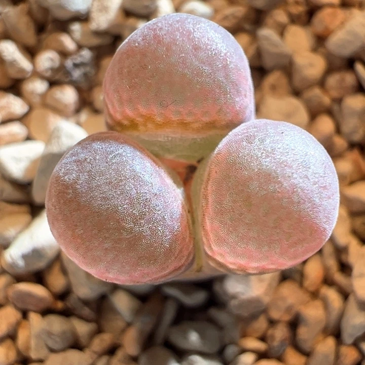 w/607 pv1089鲑鱼粉奔奔头。  青蛙种源