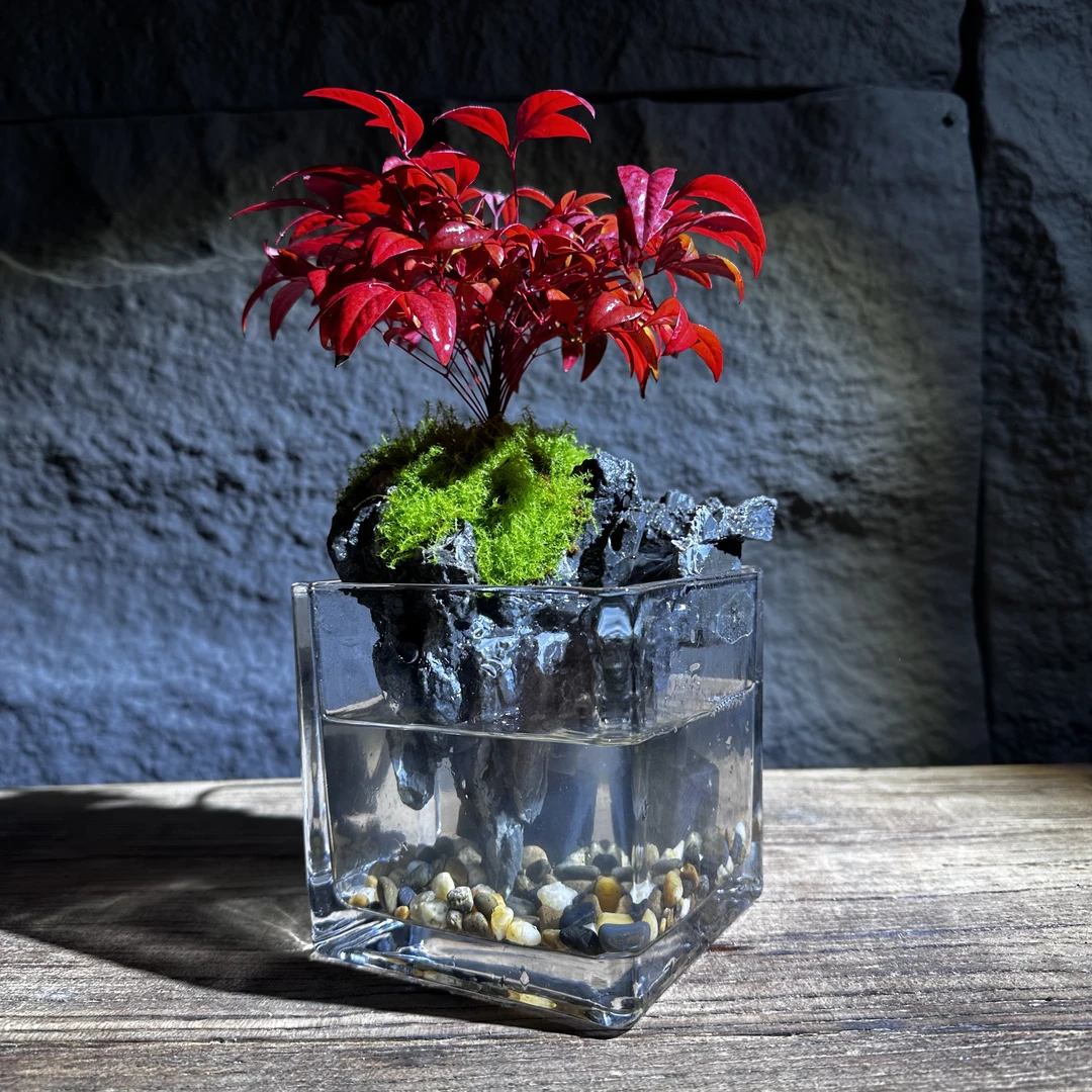 【听泉】火焰南天竹微景观室内桌面小型摆件12*12cm