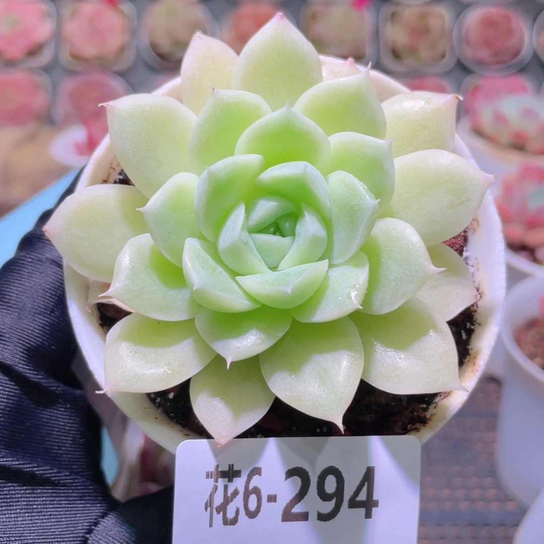 花利美6-294白冰雪女王