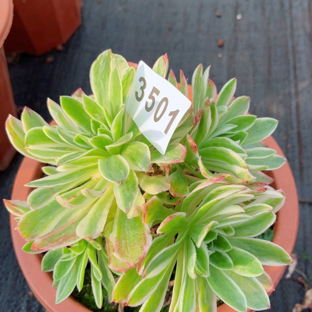 伊丽莎白多肉发货发货