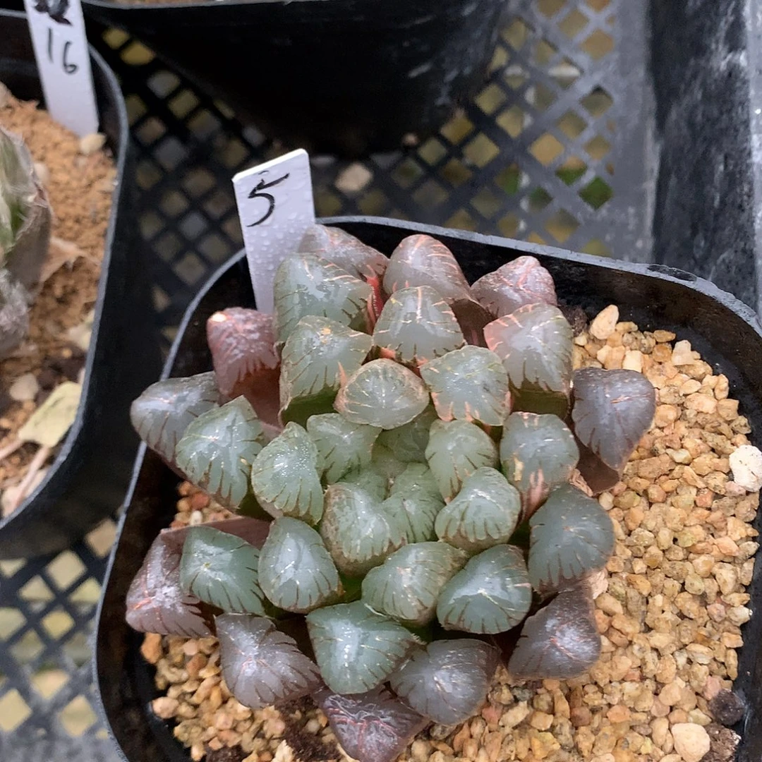 海***风5号实生玉露锦带盆土