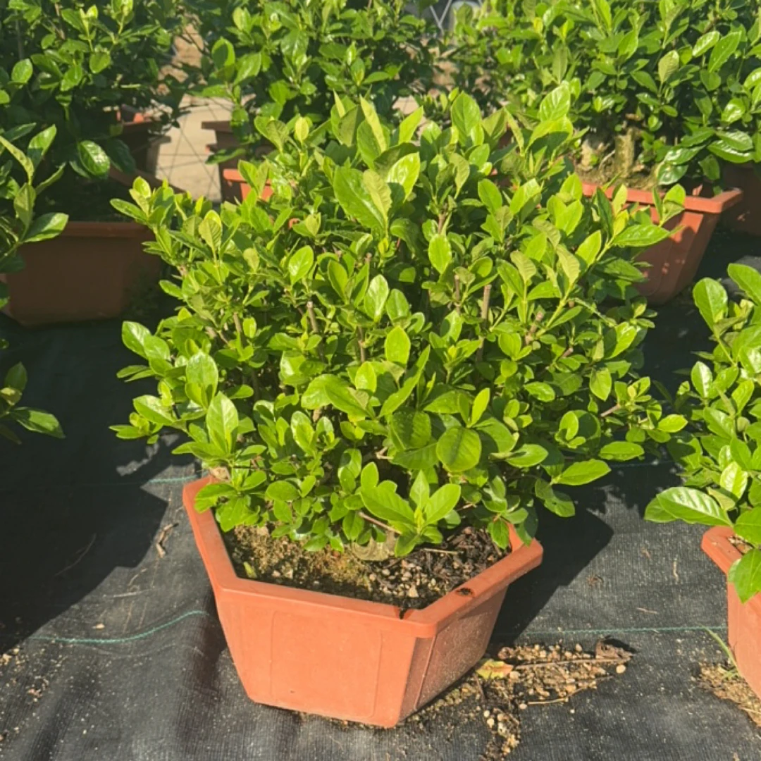 礼家专属/重瓣牡丹栀子花开花大朵脱盆发货
