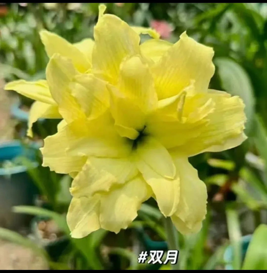 （双月）朱顶红种球6-8厘米