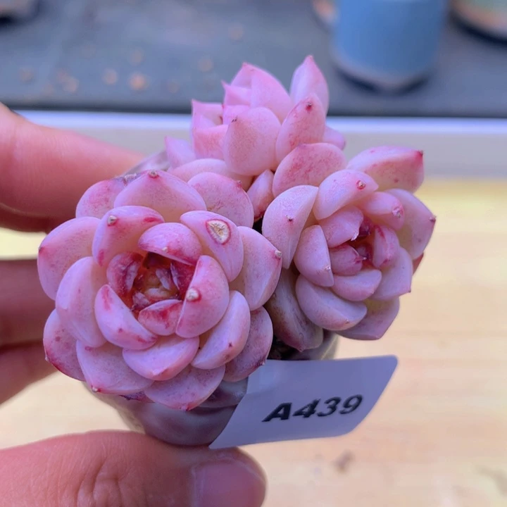 一物一拍满38包邮 439