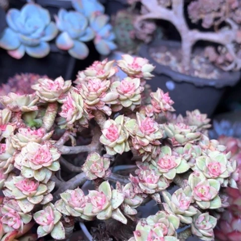 ?**?多肉植物的植物