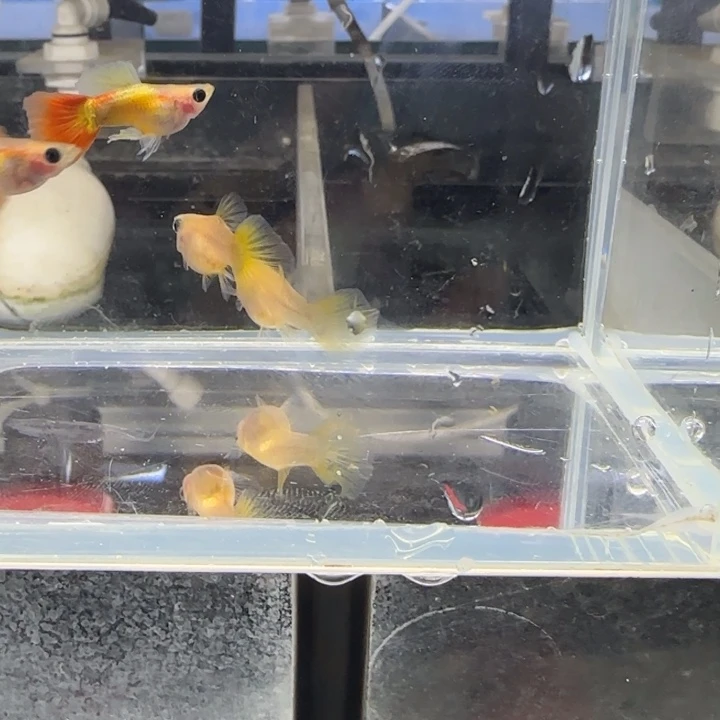 孔雀鱼皇家落日两对