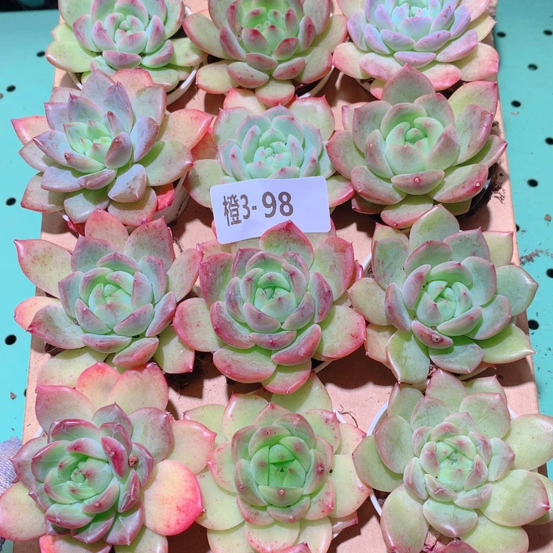 3-98一物一拍多肉带盆18颗