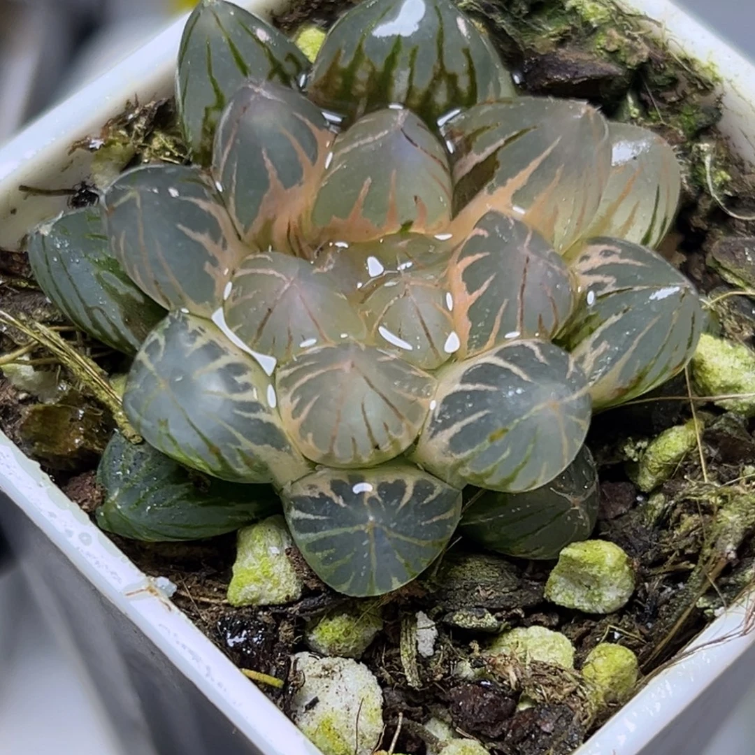 十二卷多肉植物0884霓虹灯