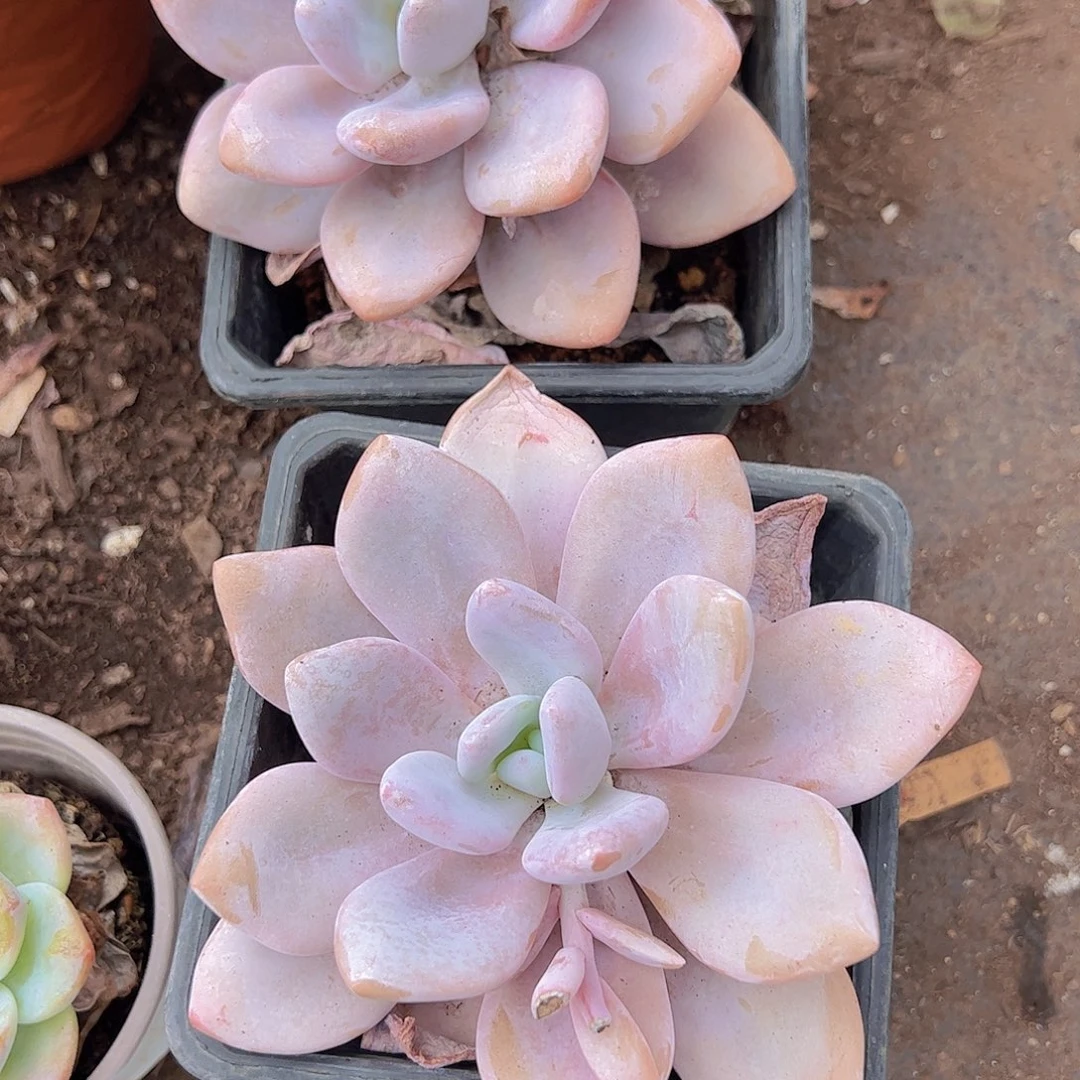 2盆粉兔 大单头