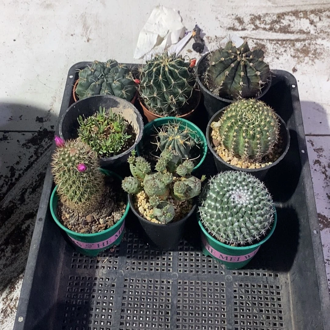 仙人球仙人掌九个款框拍30米