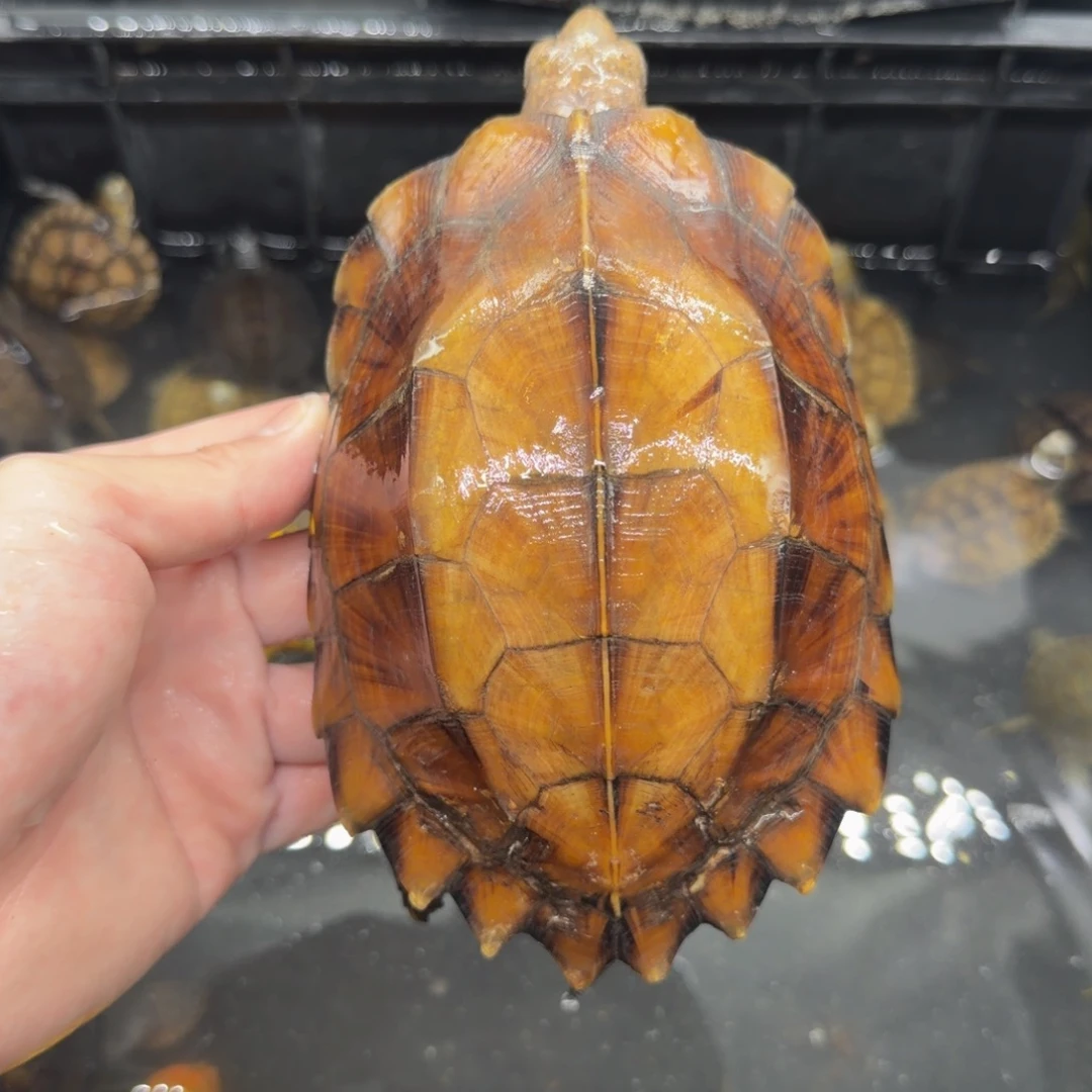 宠物龟不分公母剧缘