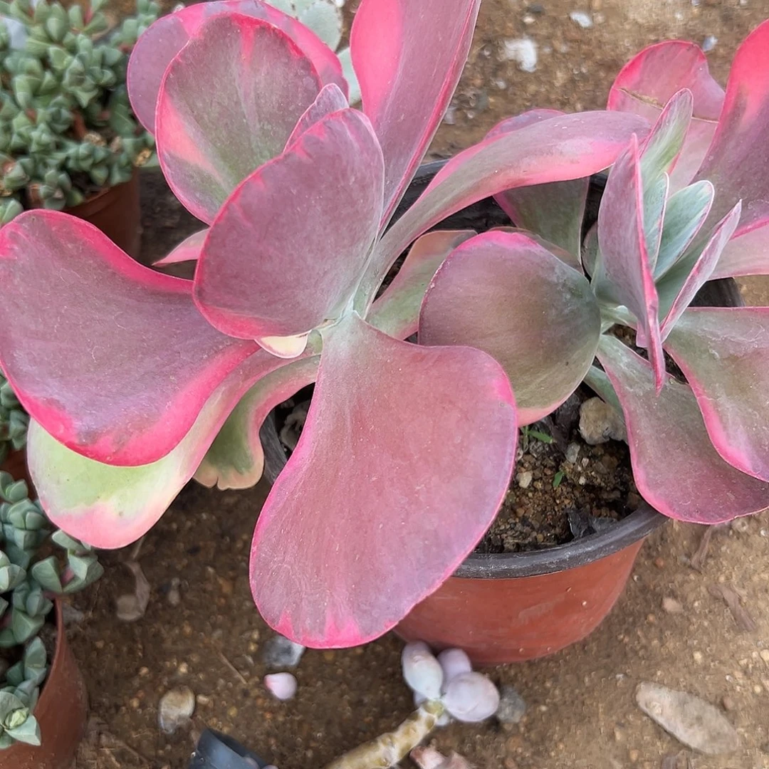 多肉植物唐寅锦双头