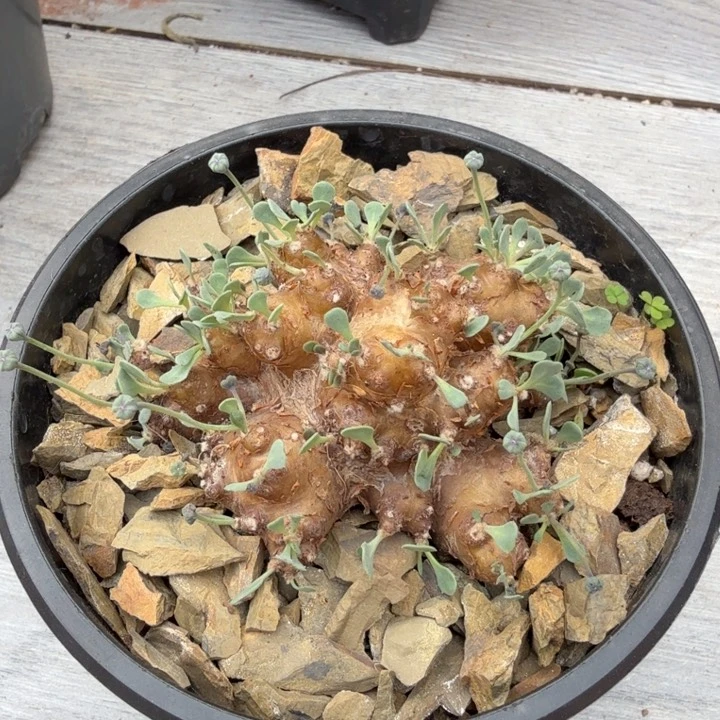 格加厚墩菊（满28包邮）