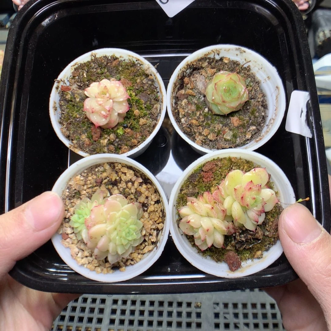 C164y y y y y y y