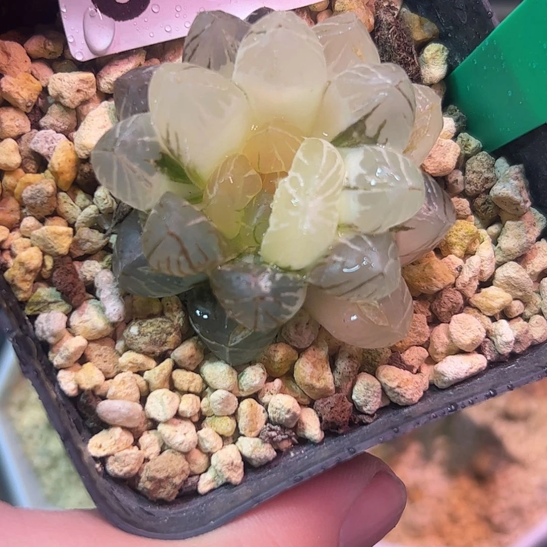 Om锦十二卷多肉十二卷