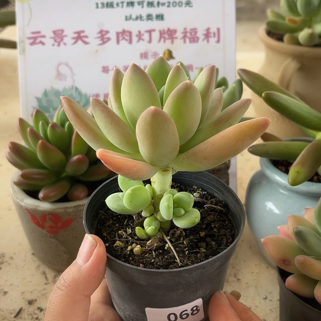 糖三彩。 068。 11111111