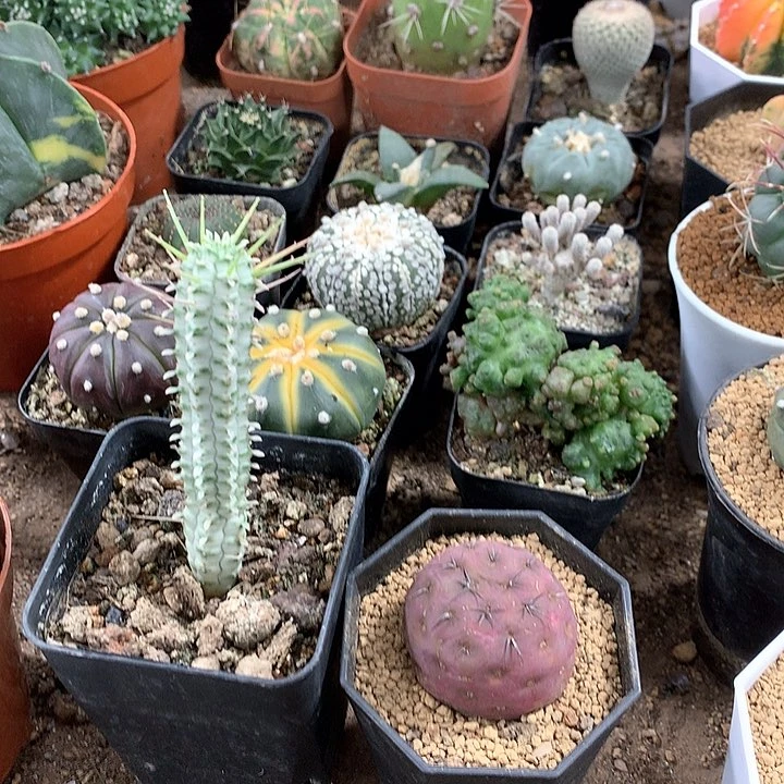 26975384568568426979