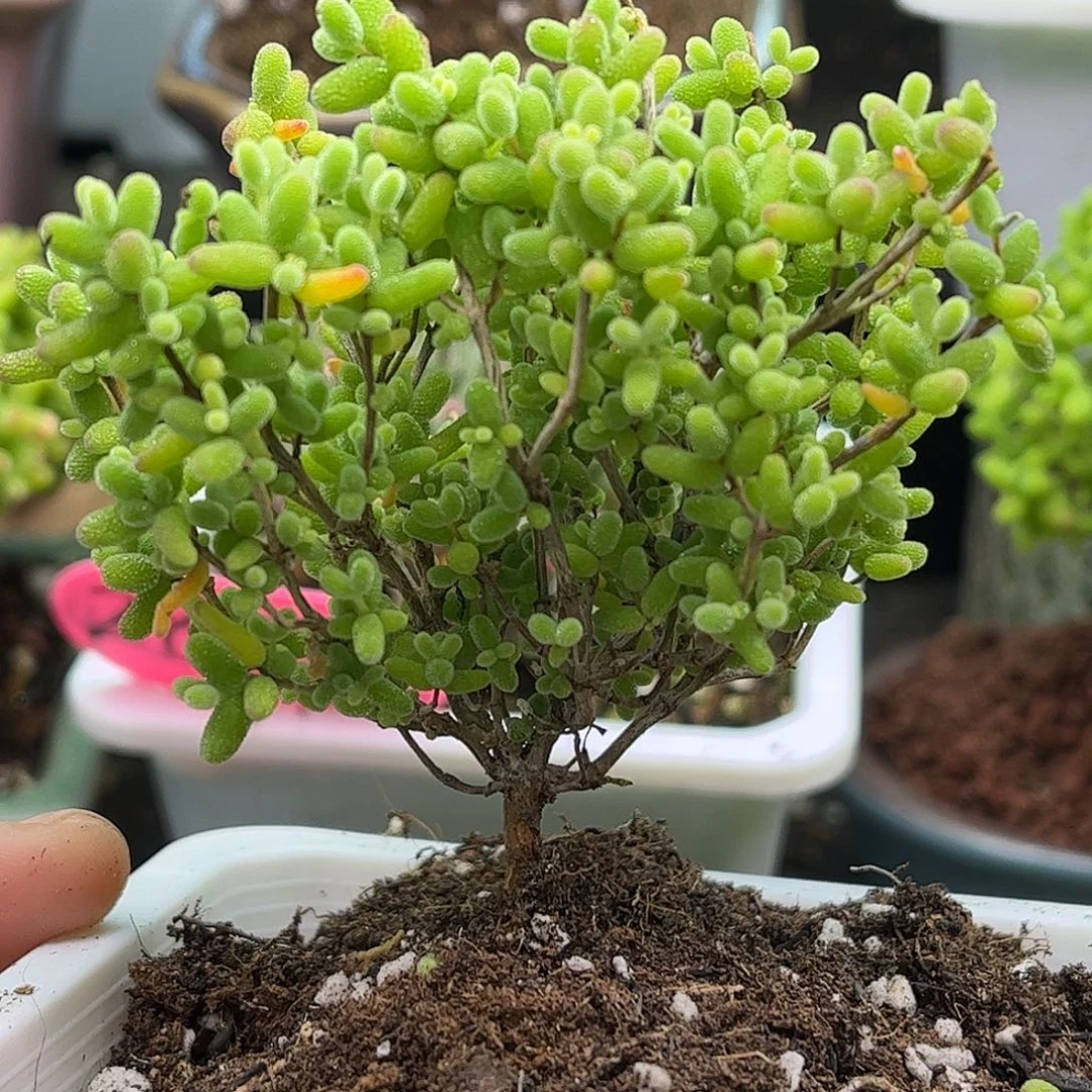 004蜜桔糖球优选枝干