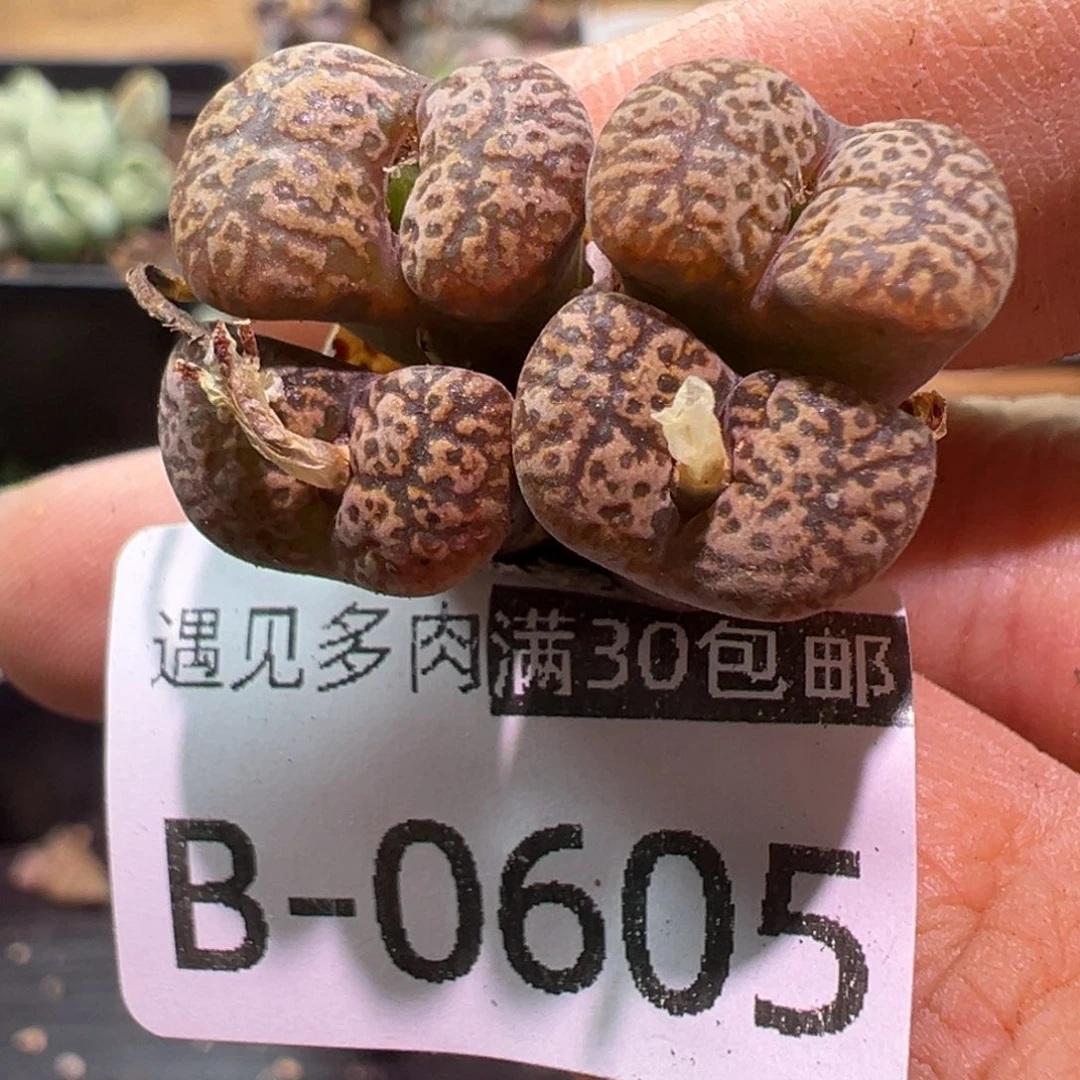 多肉植物1111111111111