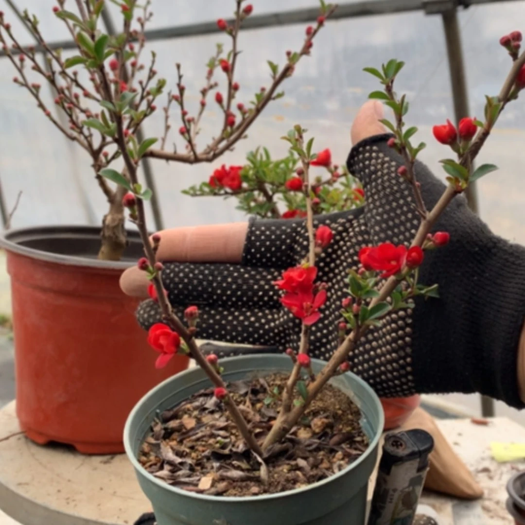 【闪购商品】心**水原生