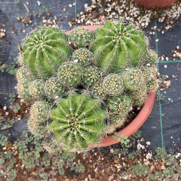 实生彩草一物一拍260