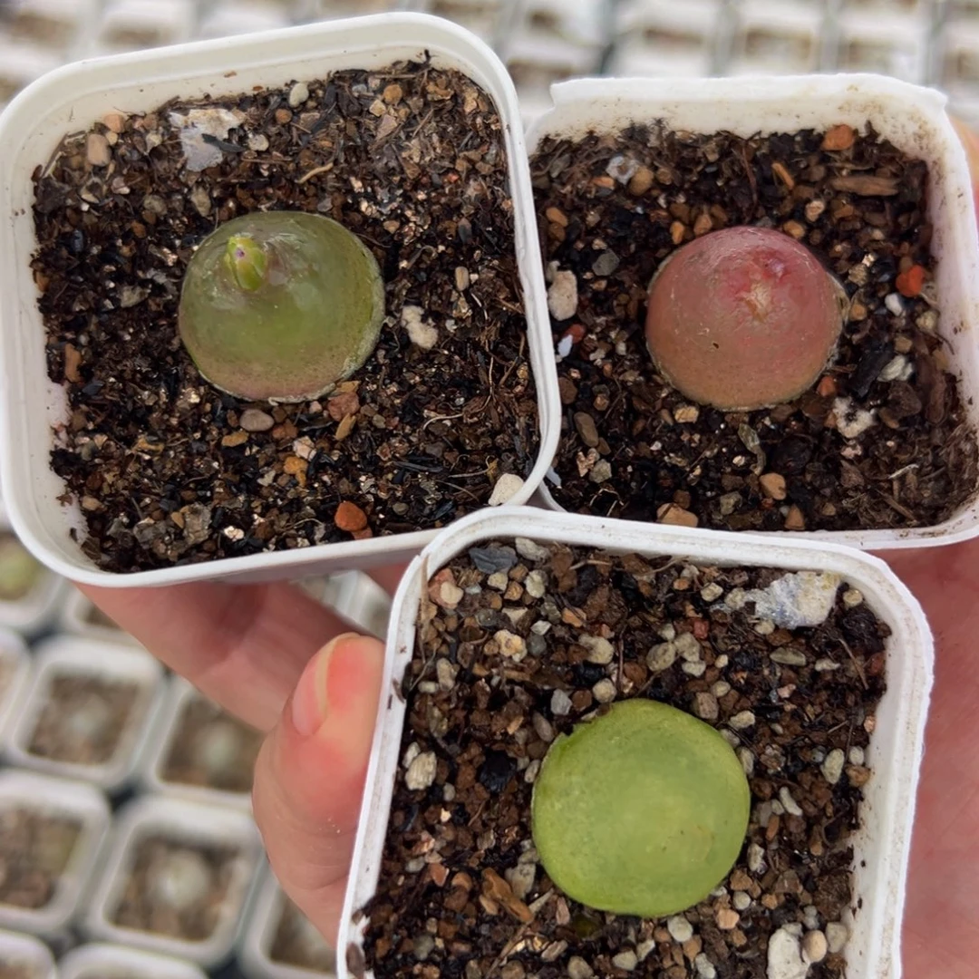 母本组合红绿灯带盆