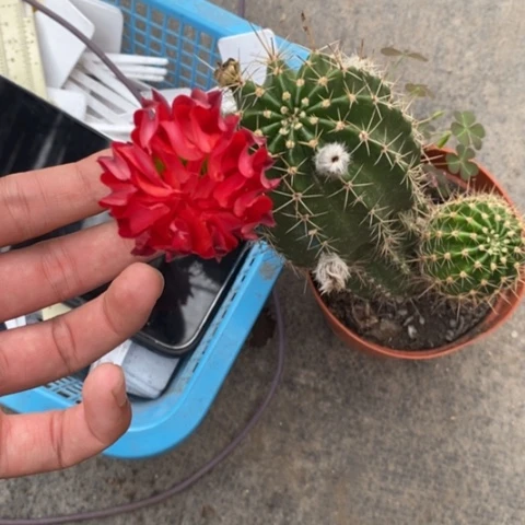 无花朵༺***༻邹瓣彩草仙人球！！！