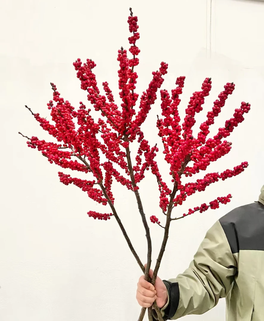 【年宵冬青】冬青70cmA级高品质鲜切3枝装客厅年宵云南直发瓶插