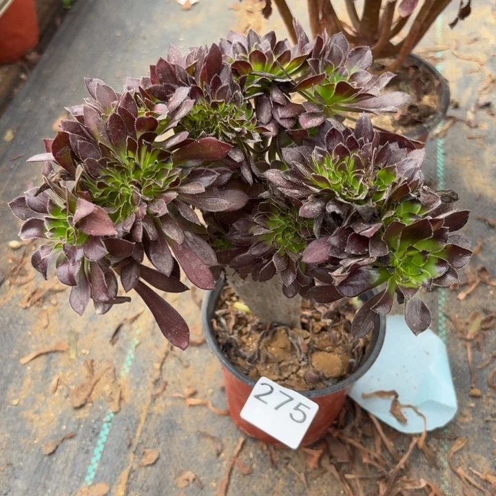 黑缀多肉植物不包损275