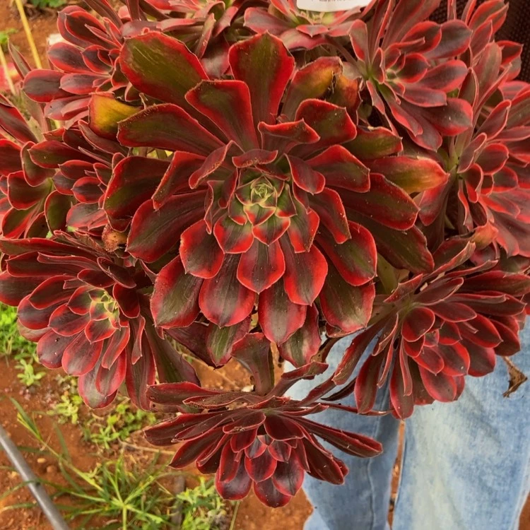 【闪购商品】324浣纱多肉