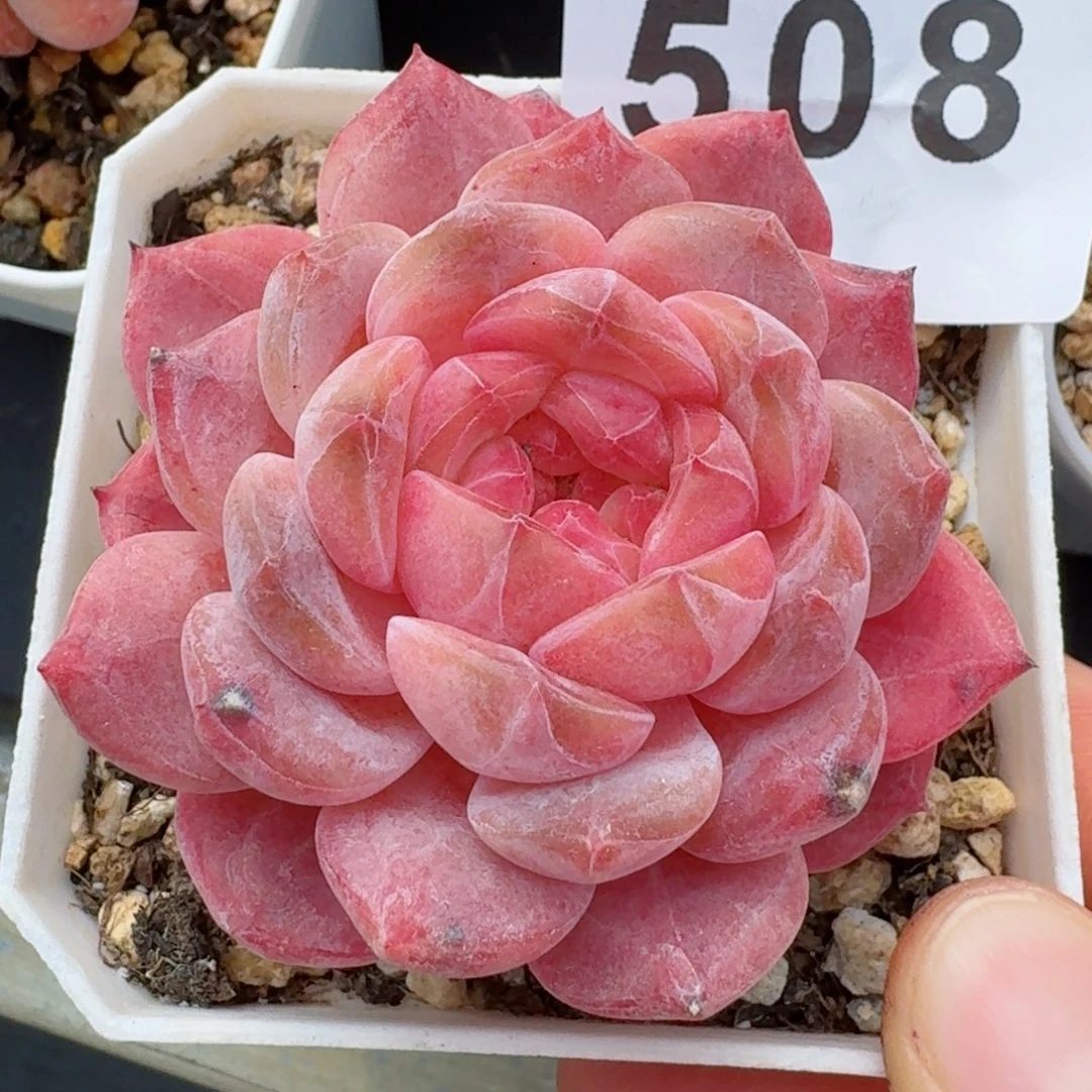 冰魄         精品多肉