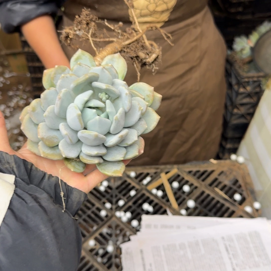 多肉砍头混装 不包损12米