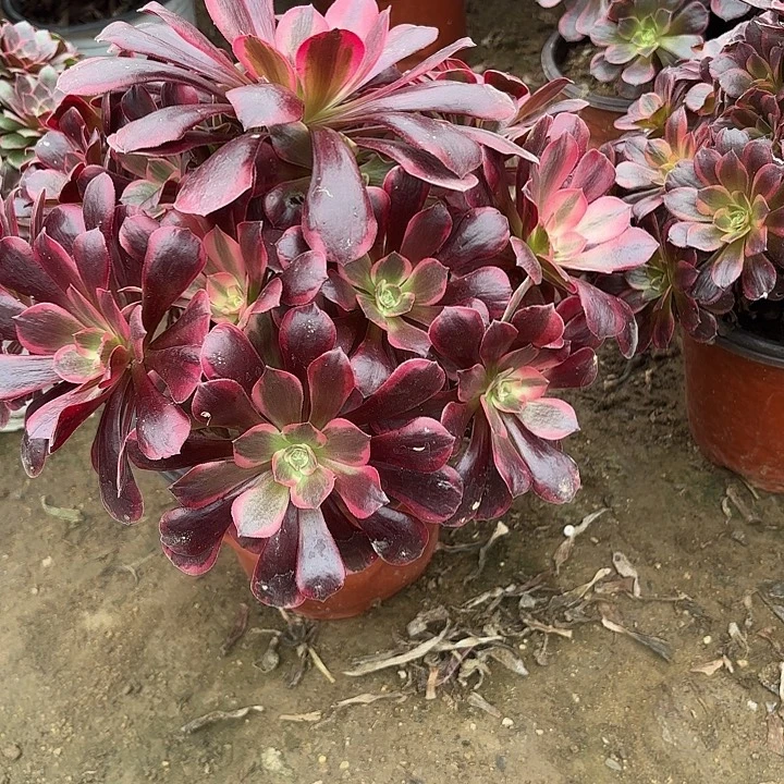 用***2多肉植物美杜莎25