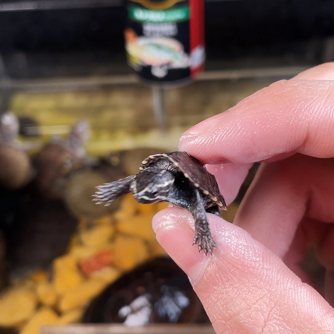 打***牙绿毛龟母点点滴滴订单