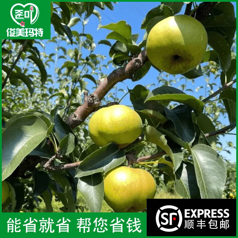 俊美玛特【延边龙井三合苹果梨家庭装】延边特产苹果梨清爽脆甜
