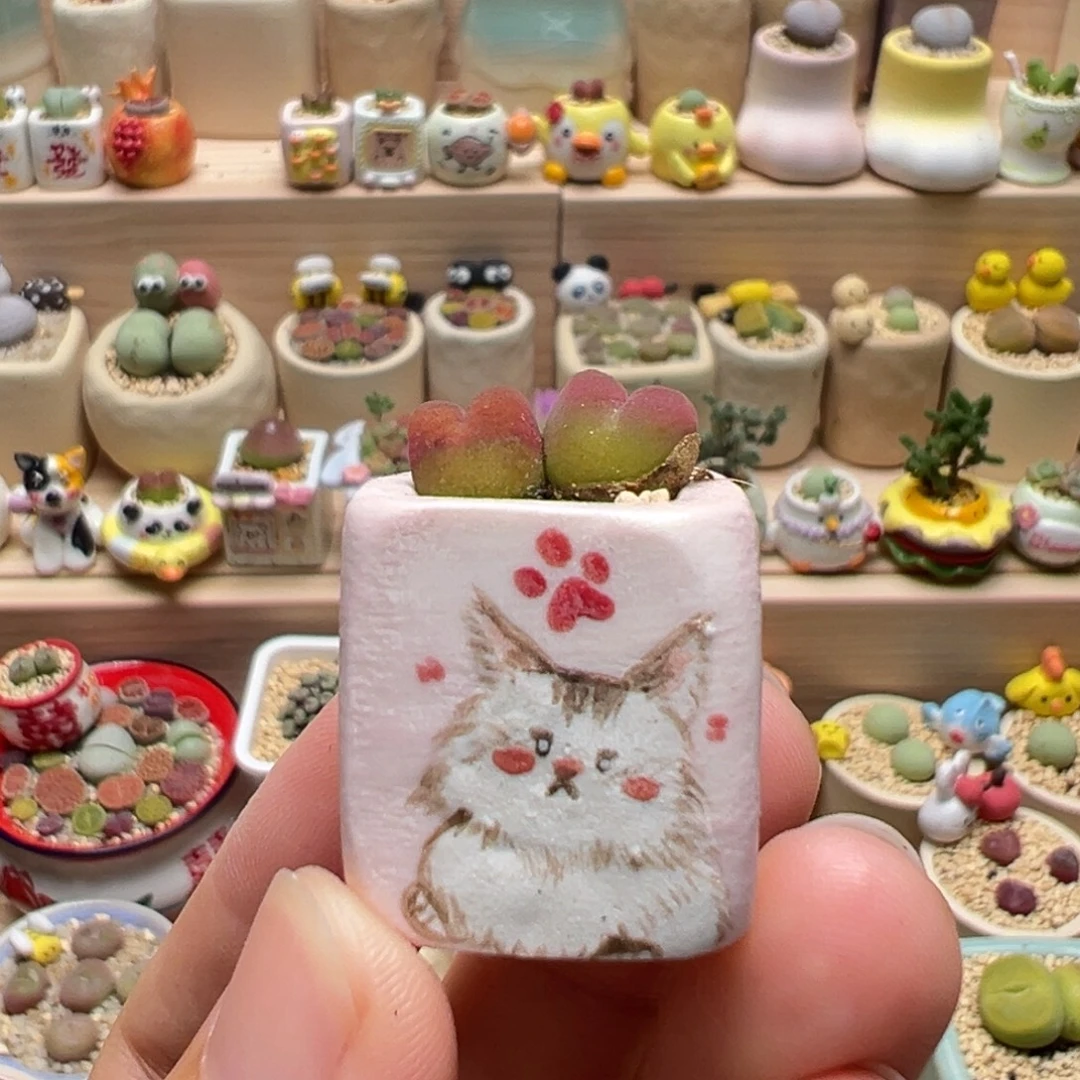 多肉植物173号拇指盆